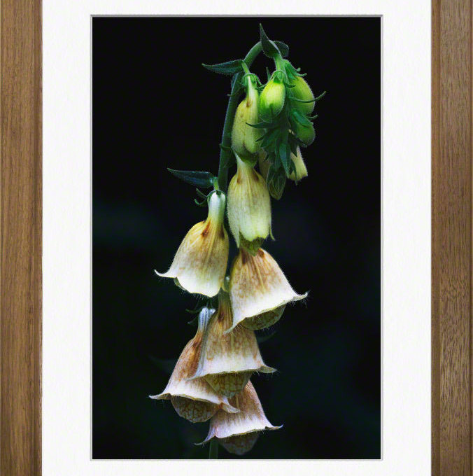 Foxgloves-walnut-frame-900x680